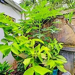 Capital O 92229 Pudak Sari Homestay